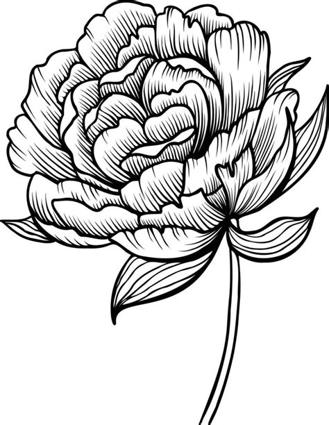 peony clip art|Peony Vector Art, Icons, and Graphics for Free Download.